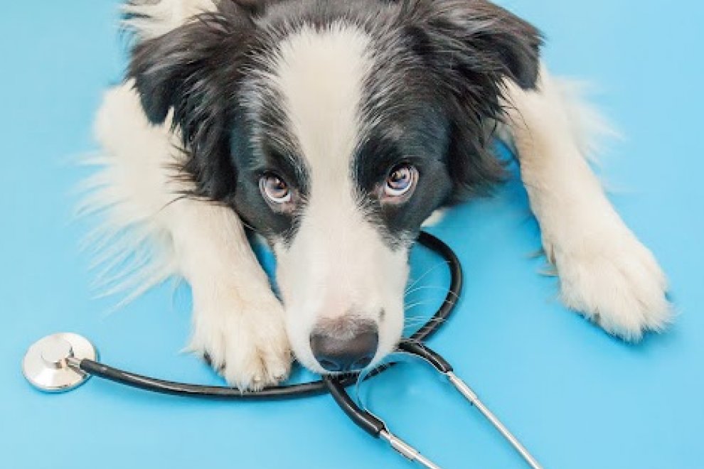 Dog with stethoscope